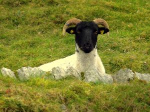 West Ireland October 2016 0012